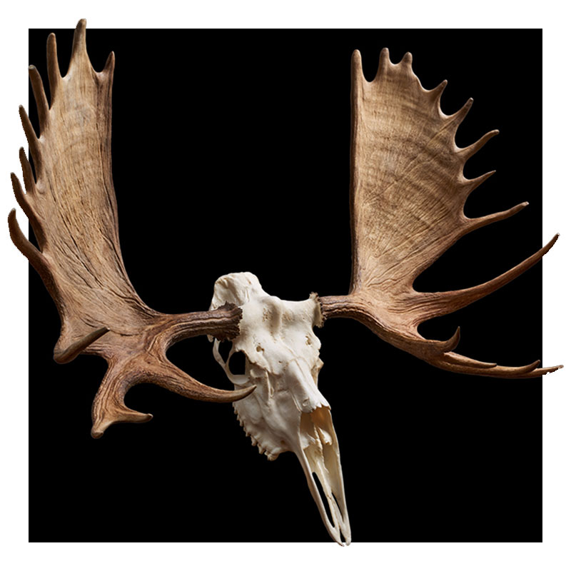 A moose skull with large, wide antlers displayed against a solid black background.
