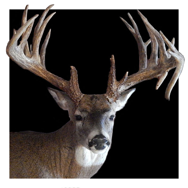 A mounted deer head with large, branching antlers is displayed against a solid black background. The deer is facing forward, showing its full rack and detailed fur.