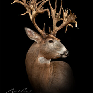 The Stephen Tucker Buck, featuring large, uniquely branched antlers, is mounted and displayed against a solid black background with a copyright watermark reading Antlers by Klaus in the lower left corner.