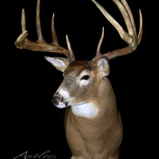 The Sterling Schreiber Buck features a mounted whitetail deer with large, wide multi-point antlers, brown fur, and distinct white chest and face markings displayed against a black background.