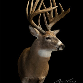 A mounted Wayne Stewart Buck with large, branching antlers is displayed against a solid black background. The brown fur features a white underbelly and throat patch. "Antlers By Klaus" appears in elegant script in the lower right corner.