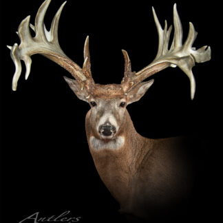 A Strachten Buck deer head mount with wide, intricate antlers featuring multiple points is set against a black background. Text at the bottom reads “Antlers by Klaus.”.