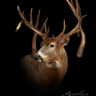 A taxidermy mount of the Karry Stular Buck—a mature whitetail deer with large, uniquely shaped antlers—displayed against a black background. The “Antlers by Klaus” logo appears at the bottom right.