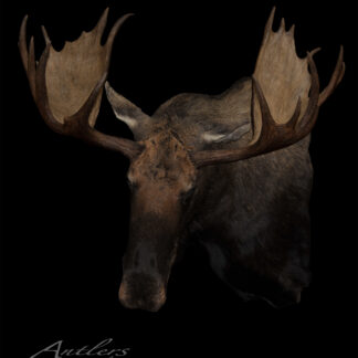 A realistic illustration of a moose head with detailed fur and broad antlers set against a black background, labeled Taco Shed Moose by Klaus in the bottom left corner.