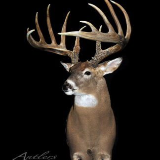 A Shoulder-Mount Add-on featuring a large white-tailed deer with wide antlers, set against a solid black background. The deer faces slightly right. "Antlers by Klaus" appears in the bottom left corner.