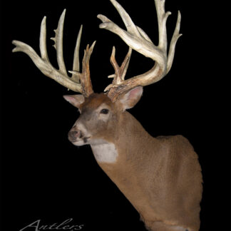 The Thunder Buck is a mounted whitetail deer head featuring wide, multi-branched antlers and impressive size, displayed against a solid black background.