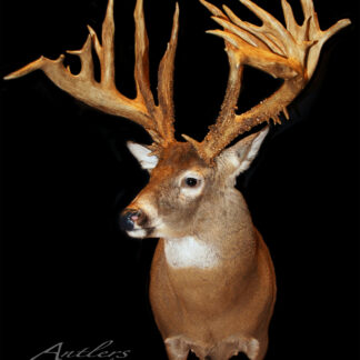 The Tim Beck Buck is displayed against a black background, showcasing large, intricate, and exceptionally wide antlers. The Antlers By Klaus logo appears in the lower left corner.