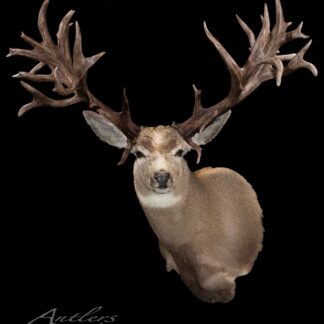 The Weary Mule Deer taxidermy mount features large, detailed antlers and is displayed against a black background, facing forward to showcase the impressive antler structure.