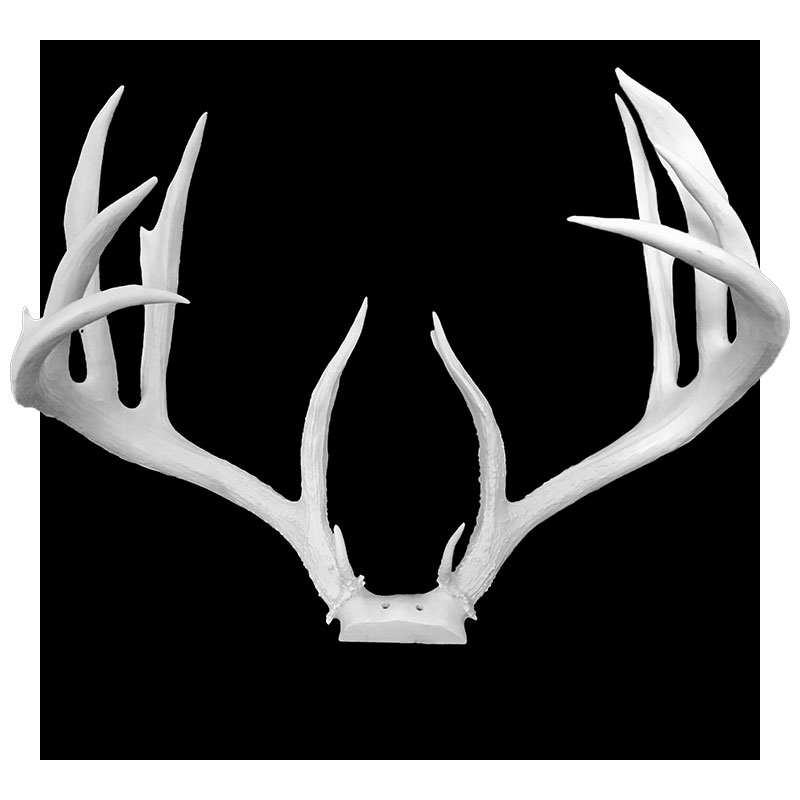 A large, white deer antler mount with multiple pointed tines is displayed against a solid black background.