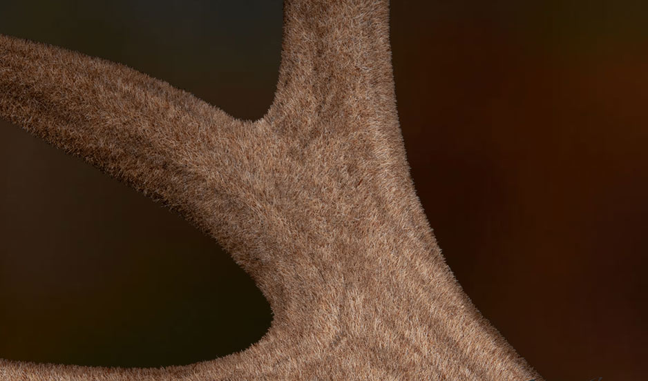 Close-up view of a deer antler covered in soft velvet, showing fine hair texture against a blurred dark background.