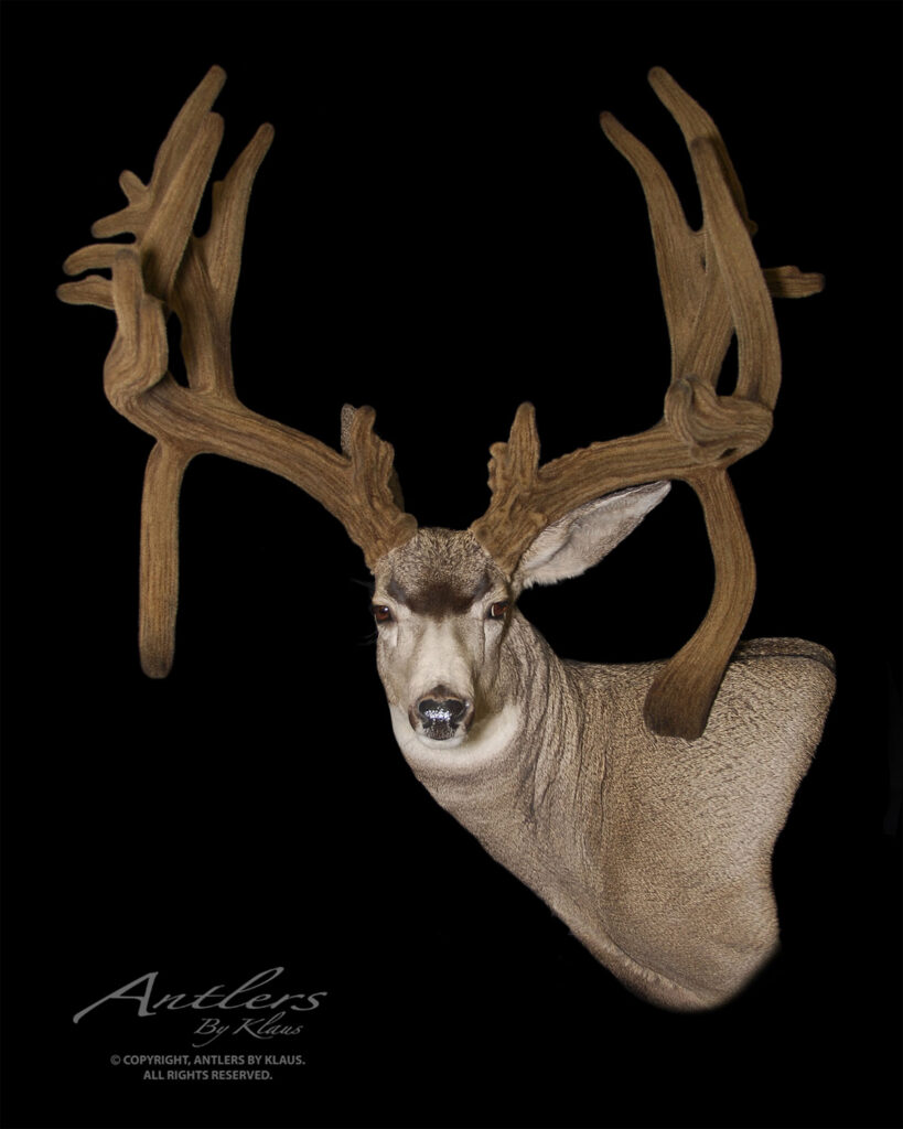 A mounted deer head with large, complex, velvet-covered antlers displayed against a solid black background, labeled Antlers by Klaus in white script at the bottom left.