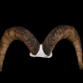 The Mega Stone Sheep features a pair of large, curved ram horns mounted on a white base, showcased against a solid black background.