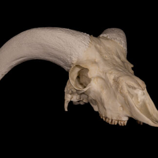 A side view of the Marco Polo Sheep Skull, featuring its long, curved horn extending backward over the top of the skull, displayed against a black background.