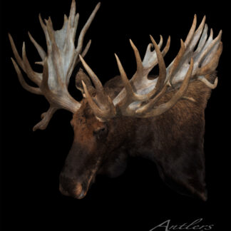 The SCI World Record Non-Typical Moose is shown mounted with massive, intricate antlers against a black backdrop. The Antlers By Klaus logo appears in the bottom right corner.