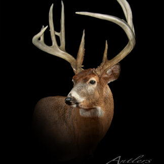 A white-tailed deer with a large, intricate set of antlers stands against a black background, facing slightly to the right with prominent antlers. "Ronald Wadsworth Buck" is written in the lower right corner.