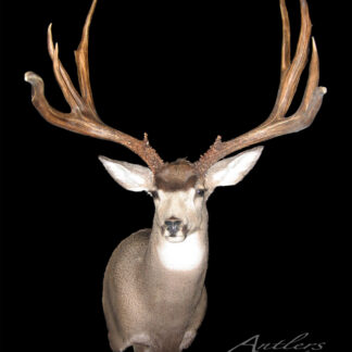 A mounted Washington Mule Deer head with large, intricate antlers is displayed against a black background. Lighting highlights the antler structure and deer’s fur. The text "Antlers by Klaus" appears in the bottom right corner.