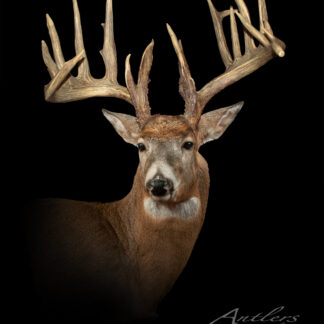 A taxidermy mount of a large white-tailed deer with impressive antlers is displayed against a solid black background. The text "Washington Sheds" appears in the lower right corner.