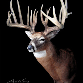 The What if Buck is a mounted white-tailed deer featuring wide, tall antlers with many points, displayed against a plain black background.
