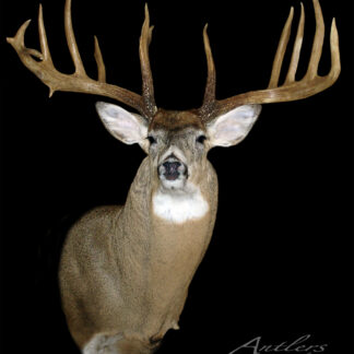 The Whitewater Buck taxidermy mount, showcasing a large deer with an impressive wide rack of antlers, is set against a solid black background. "Antlers by Klaus" appears in the lower right corner.