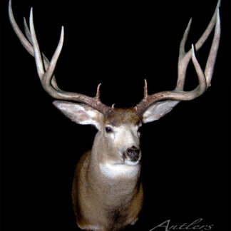 The Wide Top Muley, a mounted deer head with large, branching antlers, is displayed against a black background. Detailed fur and antler textures are visible, and "Antlers By Klaus" is signed in the lower right corner.