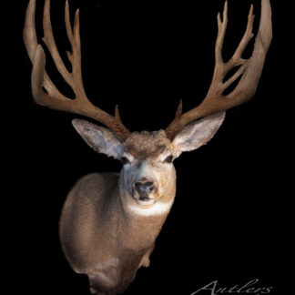 The Wild West Mule Deer taxidermy mount features wide, impressive antlers and detailed fur, displayed against a black background. “Antlers by Klaus” appears at the bottom.
