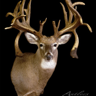 A Sam Willet Sheds mounted deer head with large, intricate antlers is displayed against a black background. The deer’s light brown fur and upright ears are visible. “Sam Willet Sheds” appears in the bottom right corner.