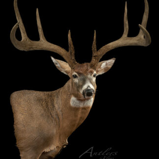 The World Record 8 Point (Recreated) whitetail deer mount features large, symmetrical antlers and brown fur with a white underbelly and throat patch, showcased against a solid black background.