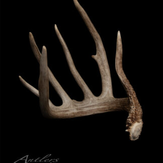 A single, five-point deer antler with a rough base is displayed against a solid black background. The text “Yardstick Shed” appears in script in the lower left corner.