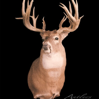 The Harvey Zechel Buck taxidermy mount features a white-tailed deer with large, multi-tined antlers, displayed against a solid black background. The deer's head and upper torso are visible, facing slightly to the left.