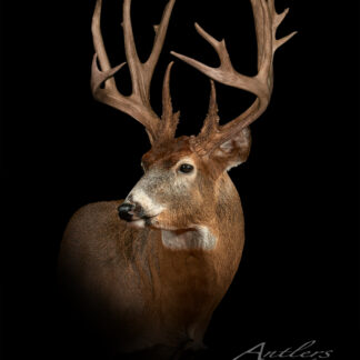 A white-tailed deer with large, multi-pointed antlers is shown in profile against a black background. The text Aaron Fischer Buck appears in the lower right corner.