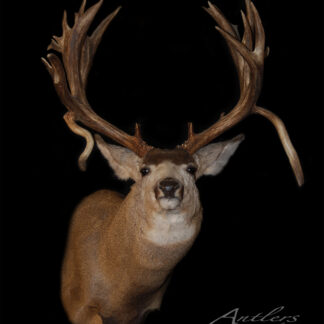 The Alan Aldus Mule Deer taxidermy mount, featuring large branched antlers, is displayed against a solid black background. The deer faces forward, highlighting the impressive antlers. "Antlers By Klaus" appears in the lower right corner.