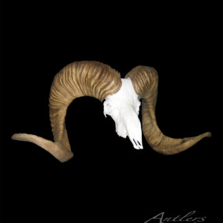 The Kuntz Argali Sheep skull, featuring white bone and large, brown spiral horns, is displayed against a black background with the Antlers by Klaus logo in the lower right corner.