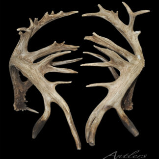 The Assiniboine Valley Sheds feature large, brown deer antlers with multiple tines displayed symmetrically on a black background. These naturally weathered antlers showcase outward-curving tips and rustic texture.