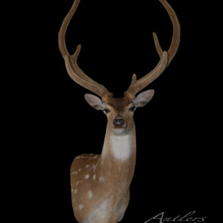 The Axis Deer in Velvet, featuring large, curved antlers and white-spotted brown fur, is mounted against a black background. "Antlers By Klaus" is displayed in the lower right corner.