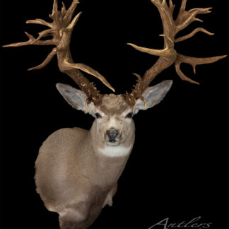 The Bannister Mule Deer, a taxidermy mount with exceptionally large, detailed antlers, is displayed against a solid black background. The image bears the "Antlers By Klaus" signature in the lower right corner.