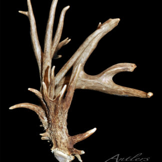 A detailed photograph of the Bath Shed Single left antler, set against a black background and highlighting its natural texture and complexity. The image is signed "Antlers by Klaus" in the lower right corner.