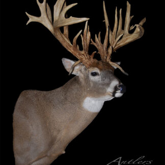 Bath Sheds features a striking taxidermy mount of a large whitetail deer with sprawling, irregular antlers against a black background, highlighting numerous unique points and impressive shapes.