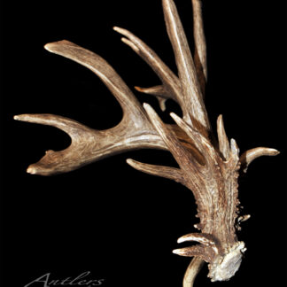 A large, intricately branched Bath Sheds Single right antler with a rough, textured surface is displayed against a black background. The Antlers by Klaus logo appears in the bottom left corner.