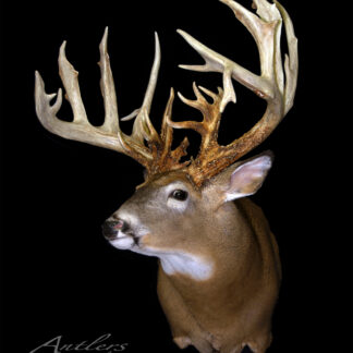 The Fred Sierks Buck is a taxidermy mount of a large white-tailed deer with wide, multi-pointed antlers, displayed against a black background. The complex rack features numerous impressive tines.