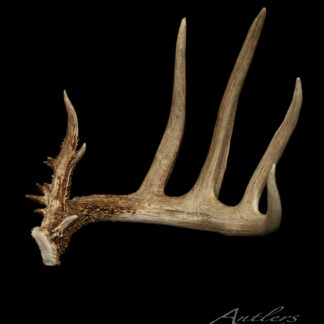 A Matt Beard 5 Point Shed antler with five long, curved tines is displayed on a black background. Its base is rugged and textured, tines are smooth, and "Antlers By Klaus" appears in white text at the lower right corner.