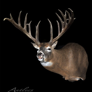 The Berezowski Buck, a mounted deer head with large, multi-point antlers and a slightly open mouth, is displayed against a solid black background. “Antlers by Klaus” appears in the lower left corner.