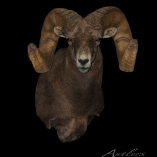 The Zwefel Desert Sheep, a taxidermy mount with large, curved horns, is displayed against a solid black background. Detailed fur and horn texture are visible as the animal faces forward. The Antlers by Klaus logo appears in the bottom right.