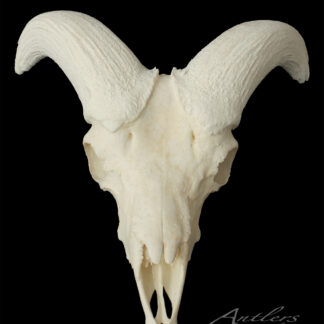 A Big Horn Sheep Skull with large, curved horns is displayed against a solid black background.