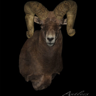 A taxidermy mount of a Desert Big Horn Sheep with large, curved horns is displayed against a black background. The Antlers By Klaus logo and copyright text are in the bottom right corner.