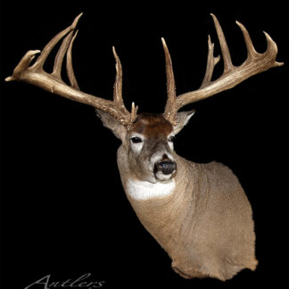 A mounted deer head with wide antlers is shown against a black background. The brown and white deer has many-pointed antlers. "C.W. Shelton (Big Red)" appears at the bottom left.