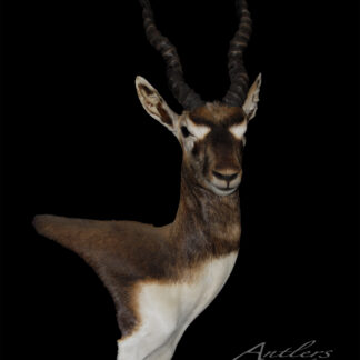 The Giant Black Buck taxidermy mount features long, spiral horns against a black background, with "Antlers By Klaus" and copyright text visible in the lower right corner.