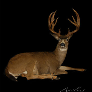 A large buck, the World Record Typical Blacktail, with impressive antlers lies on its side against a black background, head turned slightly toward the viewer. The image displays the Antlers by Klaus watermark.