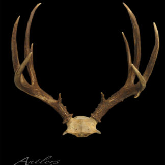 The Blacktail World Record Buck, featuring large brown antlers mounted on a skull plate, is displayed against a solid black background with "Antlers By Klaus" text in the bottom left corner.
