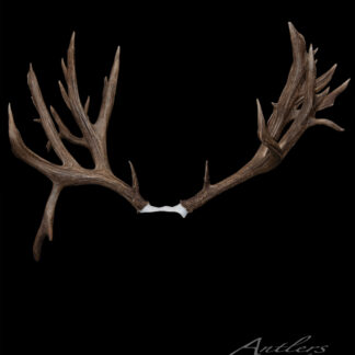 The Boam Mule Deer features large, detailed brown antlers with multiple tines against a black background. The antlers are joined at the base by a white attachment, with "Antlers By Klaus" in the lower right corner.