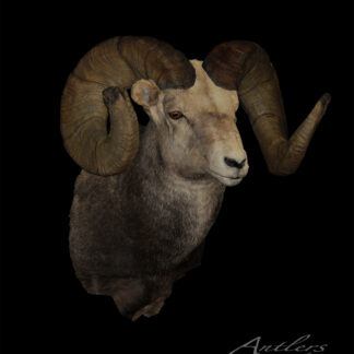 A detailed taxidermy mount of the Bonack Stone Sheep with large, curved horns and grayish-brown fur stands against a black background. Its face is lighter, and "Antlers by Klaus" appears in the bottom right corner.